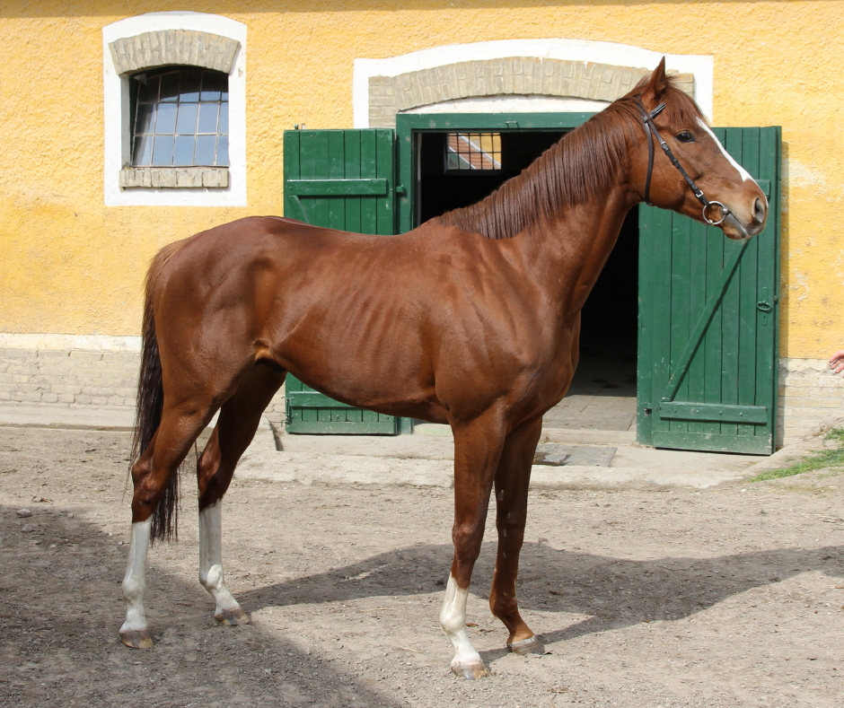 Pigeon Catcher (IRE)